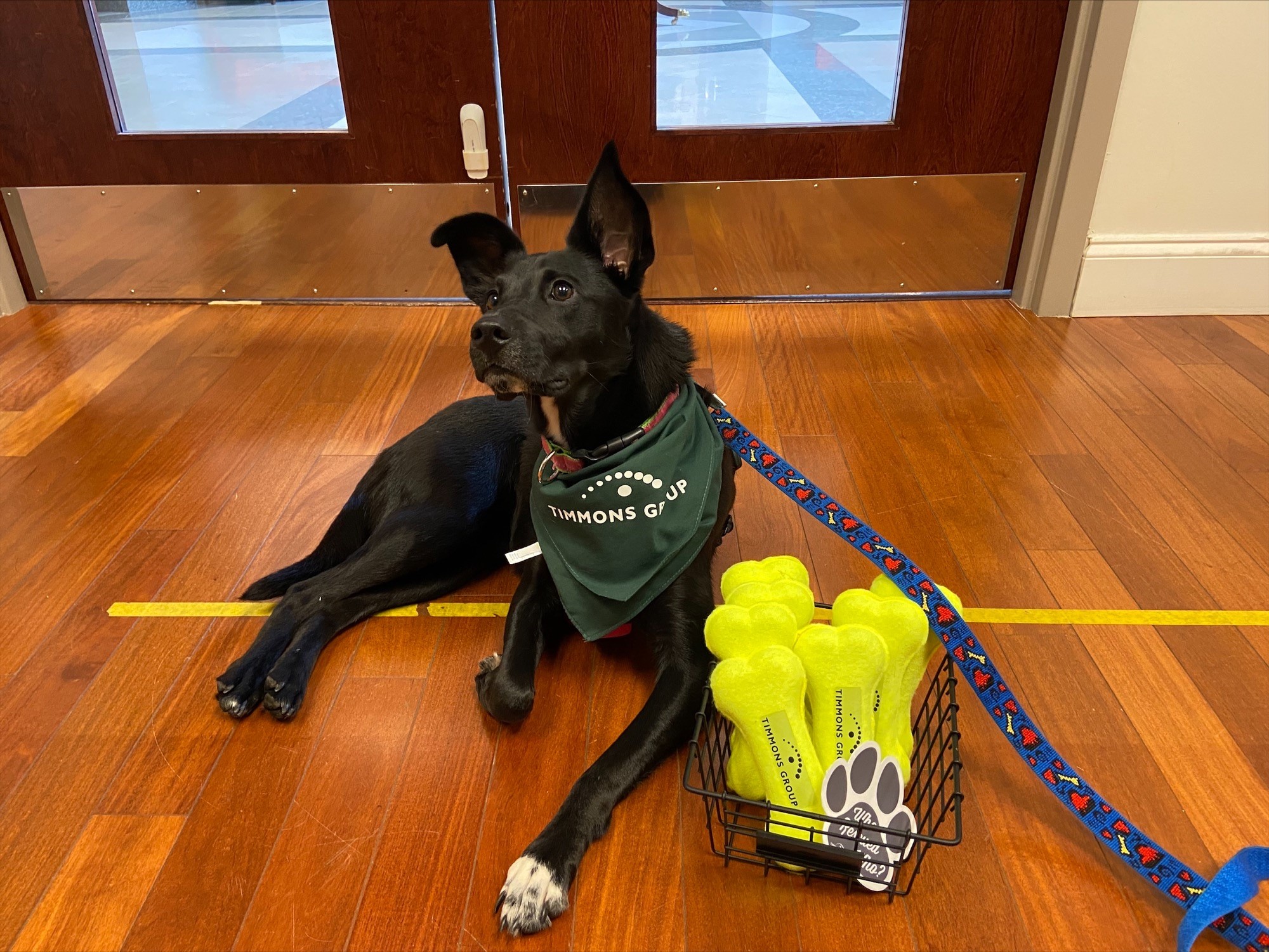 Black dog named Daisy guarding the bone shaped tennis balls while wearing a green Timmons Group bandana