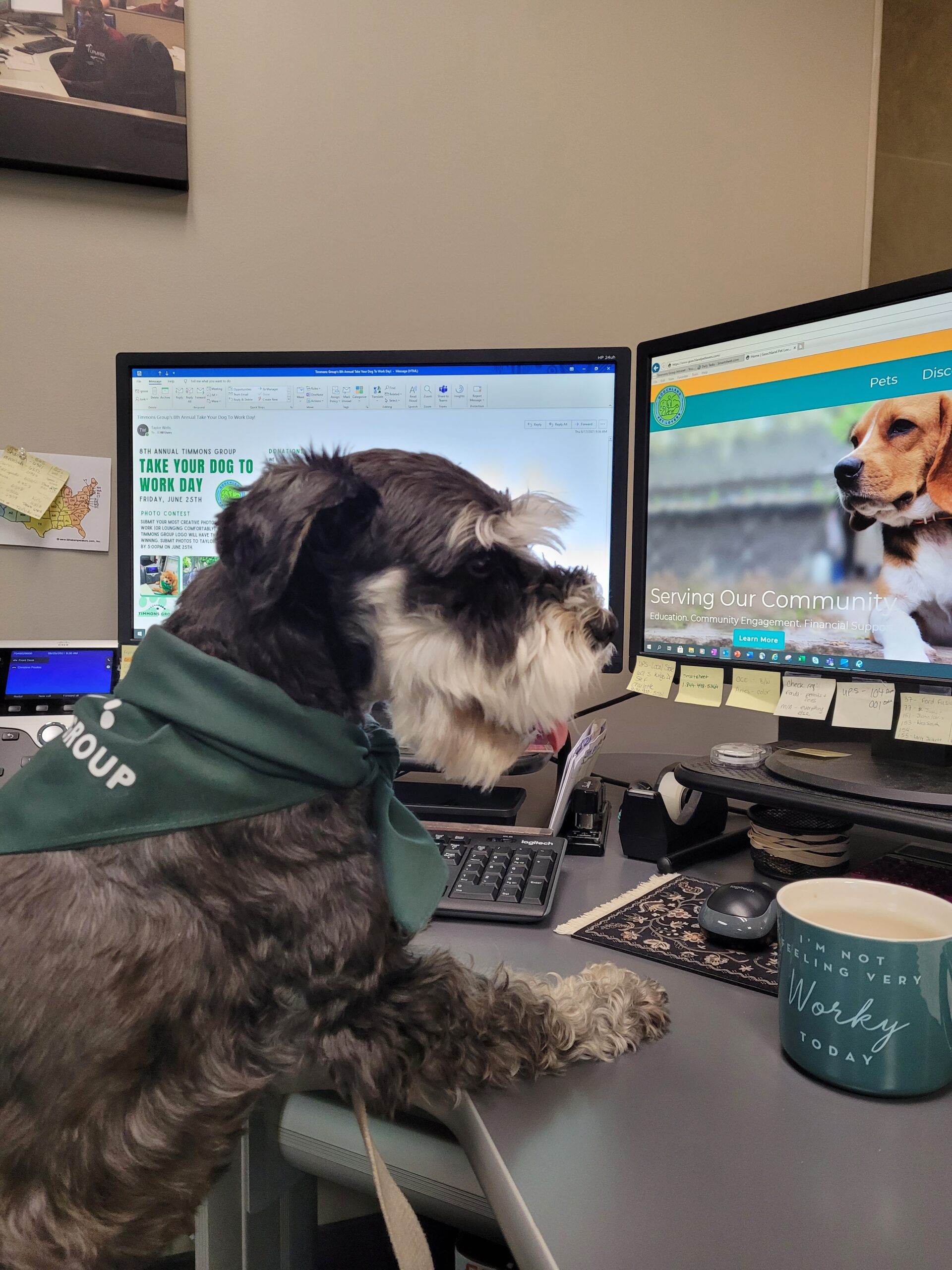 Picture of Max, a black and white schnauzer, looking at Goochland Pet Lovers Website and Timmons Group email