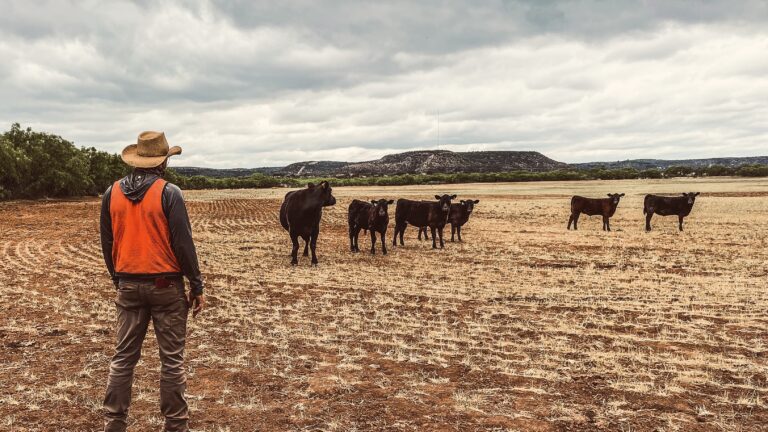 Richmond environmental team member wearing cowboy hat looking at cattle.